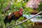 Red jungle fowl walking on tree branch
