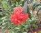 Red Jungle geranium flowers