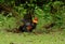 Red junglefowl (Gallus gallus)