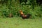 Red junglefowl (Gallus gallus)