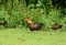 Red junglefowl (Gallus gallus)