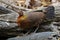 Red junglefowl Gallus gallus Beautiful Female Birds of Thailand