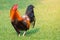 Red junglefowl (Gallus gallus) the domestic chicken standing on green grass with yellow sunlight.