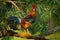 Red Junglefowl - Gallus gallus  tropical bird in the family Phasianidae. It is the primary progenitor of the domestic chicken