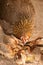 Red junglefowl mother heath tutoring children eat seeds.