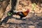 Red junglefowl, a tropical bird in the family Phasianidae.