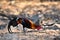 Red junglefowl, a tropical bird in the family Phasianidae. 