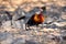 Red junglefowl, a tropical bird in the family Phasianidae.