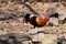 Red junglefowl, a tropical bird in the family Phasianidae.