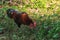 Red Junglefowl walks around the grass, scavenging for insects