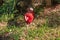 Red Junglefowl walks around the grass, scavenging for insects