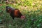 Red Junglefowl walks around the grass, scavenging for insects