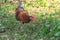 Red Junglefowl walks around the grass, scavenging for insects
