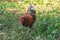 Red Junglefowl walks around the grass, scavenging for insects