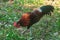 Red Junglefowl walks around the grass, scavenging for insects