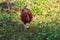 Red Junglefowl walks around the grass, scavenging for insects