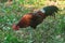 Red Junglefowl walks around the grass, scavenging for insects