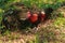 Red Junglefowl walks around the grass, scavenging for insects