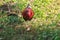 Red Junglefowl walks around the grass, scavenging for insects