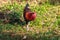 Red Junglefowl walks around the grass, scavenging for insects