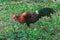 Red Junglefowl walks around the grass, scavenging for insects