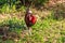 Red Junglefowl walks around the grass, scavenging for insects