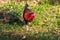 Red Junglefowl walks around the grass, scavenging for insects