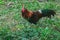 Red Junglefowl walks around the grass, scavenging for insects