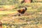 Red Junglefowl walks in the grass forest.