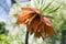 Red Kaisers Crown in bloom, Fritillaria imperialis in spring garden