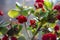 Red Kalanchoe - beautiful flowering houseplant for decoration or gift, background