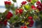 Red Kalanchoe - beautiful flowering houseplant for decoration or gift, suculent background