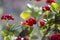 Red Kalanchoe - beautiful flowering houseplant for decoration or gift, suculent background
