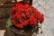 Red Kalanchoe blossfeldiana, flaming katy, christmas kalanchoe, florist kalanchoe and madagascar widows-thrill pot plant