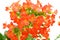 Red Kalanchoe flower