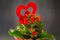 Red Kalanchoe flowers with red heart shape, dark background, close up.