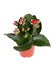 Red kalanchoe plant