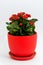 Red kalanchoe in a pot on light background