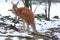 Red kangaroo