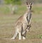 Red Kangaroo