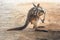 Red Kangaroo - Australian Marsupial