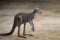 Red Kangaroo - Australian Marsupial