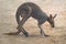 Red Kangaroo - Australian Marsupial