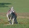 A Red Kangaroo Deciding His Next Move