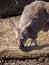 Red kangaroo enjoying sunny day