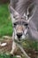 The red kangaroo female closeup (Macropus rufus)