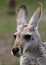 The red kangaroo female closeup (Macropus rufus)