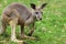 The red kangaroo female (Macropus rufus)