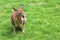 Red kangaroo on green grass