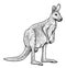 Red kangaroo illustration, drawing, engraving, ink, line art, vector